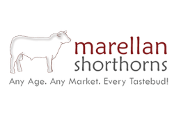 Marellan Shorthorns