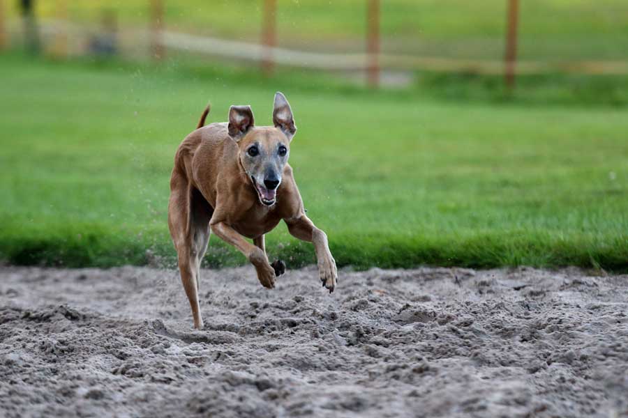 Greyhound Facility